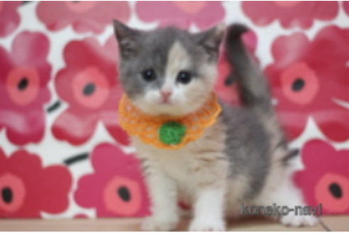 成約済の東京都のスコティッシュフォールド-68550の1枚目